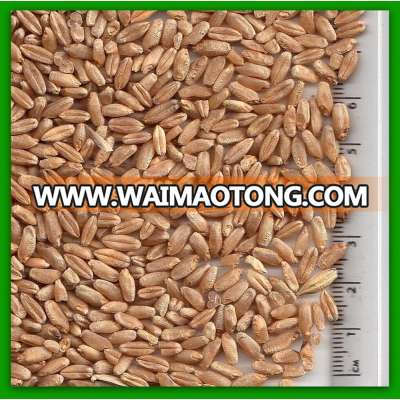 WHEAT FEED