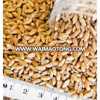 Wheat Grain