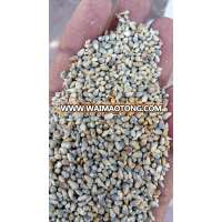 Superior Quality Green Millet