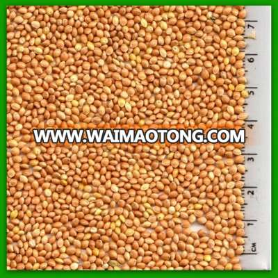 High quality Yellow Millet