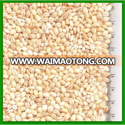 High quality Pearl barley