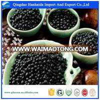 High quality black millet for sale with reasonable price and fast delivery !!