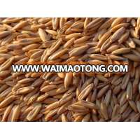 Best quality Oat Grain for sale