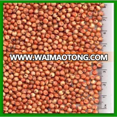 High quality Red Sorghum