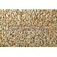 Rye Grain for sale