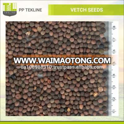 Wholesale Vetch Seeds from Ukraine