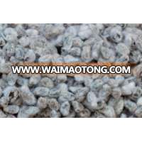 Cotton Seed for sale