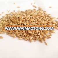 Barley for beer,origin Australia with good quality