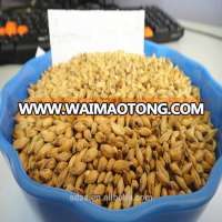 Best quality animal feed barley