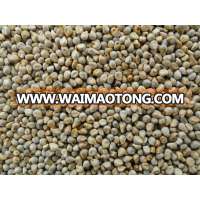 Indian Green Millet Bajra, gujarat quality